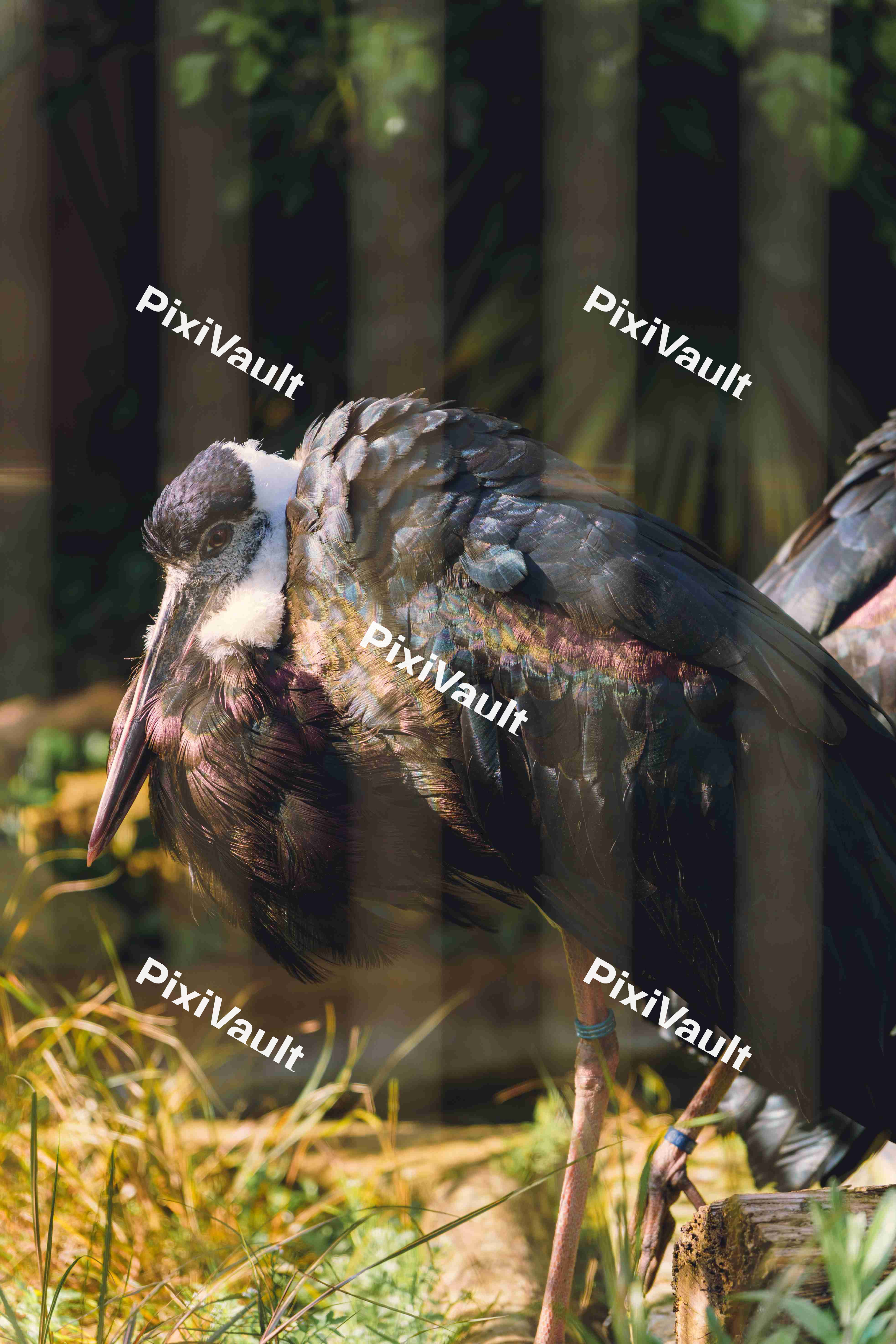 2 Wooly Necked Stork